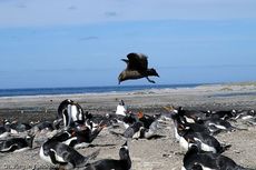 Raubmöve (Skua) (6 von 16).jpg